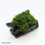  premium Moss имеется коряга PMR03 аквариум 
