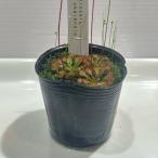 ドロセラトウカイエンシスDrose...