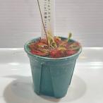 ドロセラナガモトDroseraNa...