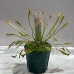 ドロセラアングリカ×インターメディ...