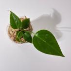 [ декоративное растение ] Anne потертость um Bay chi-Anthurium veitchii аквариум 
