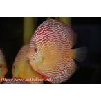 【ディスカス】【通販】アルタムスターライトレッドターコイズ（ハイフォーム）【個体販売】15cm（生体）