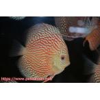 【ディスカス】【通販】アルタムレッドカーネーション（ハイフォーム）【個体販売】12cm（生体）