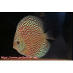 ショッピングカーネーション 【ディスカス】【通販】アルタムレッドカーネーション（ハイフォーム）【個体販売】12cm（生体）