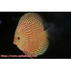 ショッピングカーネーション 【ディスカス】【通販】アルタムレッドカーネーション（ハイフォーム）【個体販売】12cm（生体）