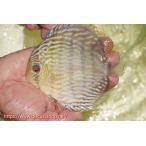 ラーゴタンバッキースーパーロイヤル...