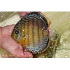 アッパーテフェロイヤルグリーン15cm