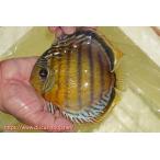 アッパーテフェロイヤルグリーン15cm