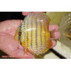 カヌマロイヤル&ロイヤルク...