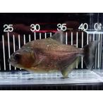 特価人工飼料OKブラックピラニアグ...