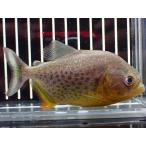 激レアジャイアントイエローピラニア...