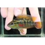 激安サルヴィニィシクリッド