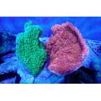 [ коралл ] bleed незначительный common коралл (Two Colors)( особь распродажа )(±10-13cm)No.5( организм )