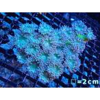 【サンゴ】【オーストラリア産】ウィスカーズコーラル（グリーン）MLサイズ（個体販売）（生体）