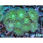 ショッピングカーズ 【サンゴ】【オーストラリア産】ウィスカーズコーラル（グリーン）Mサイズ（個体販売）No.6（生体）