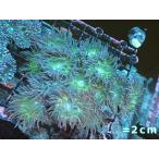 ショッピングカーズ 【サンゴ】【オーストラリア産】ウィスカーズコーラル（グリーン）Mサイズ（個体販売）No.7（生体）