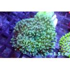 [ коралл ]umi грибы sp.( super металлик зеленый )( особь распродажа )( организм )