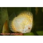 【ディスカス】ゴールデンパンダ【１匹】【サンプル画像】6-7cm（生体）