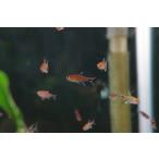 【淡水魚】待望の入荷 ディープレッドホタルテトラ ワイルド【５匹 サンプル画像】（生体）