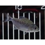 大特価ホワイトピラニア