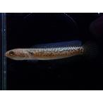 【淡水魚】【通販】超爆安 スターダストダイヤモンドコウタイ【1匹 サンプル画像】(±7cm)（大型魚・スネークヘッド）