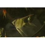 ロングフィンレッドネックトゥッカー...