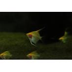 【淡水魚】【通販】日本初入荷？ 超激レア アルビノレッドデビルエンゼルフィッシュ【１匹 サンプル画像】（エンゼル）