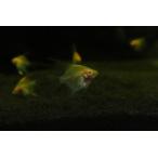 【淡水魚】【通販】日本初入荷？ 超激レア アルビノレッドデビルエンゼルフィッシュ【2匹 サンプル画像】（エンゼル）