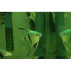ブルーゼブラエンゼルフィッシュ