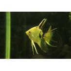 ロングフィンレッドネックトリカラー...