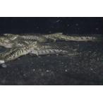 [ пресноводная рыба ] поли pterus Pal форель btiko Ferrie ( low we)[1 шт образец изображение ](±6-8cm)( большой рыба )