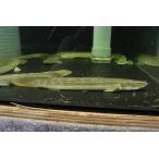 [ пресноводная рыба ][ почтовый заказ ] поли pterusbi ключ rula pra tinaije задний . Ben na. страна . есть близко . брать wild [1 шт образец изображение ]