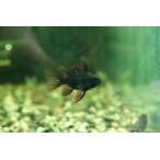 珍種ロングフィンショートボディスー...