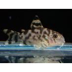 【淡水魚】【通販】大特価 コリドラス ゼブリーナ CW-111【1匹 サンプル画像】(±2.5-3cm