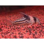 【淡水魚】【通販】貴重なプラチナの血 ヘテロ コリドラス コルレア【1匹 サンプル画像】(±3cm)
