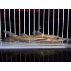 ショッピング安 【淡水魚】【通販】爆安 激レア ハイブリッド レッドテールシャベルノーズキャット【１匹 サンプル画像】(±15cm）