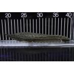 【淡水魚】【通販】激安 プロトプテルス アネクテンス ニジェール産 ワイルド【１匹 サンプル画像】(±18-22cm)