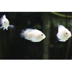 【淡水魚】バルーンホワイトメタリックブルーパロット【1匹 サンプル画像】(±2-5cm)(大型魚)