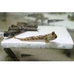 [ пресноводная рыба ][ почтовый заказ ] супер-скидка грязь Skipper ( летящий - ze)[1 шт образец изображение ]