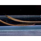 【淡水魚】【通販】ショートノーズパイプフィッシュ インドネシア産【１匹 サンプル画像】