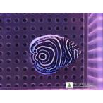【海水魚】ウズマキ (Sサイズ）(1匹)±3-4cm(サンプル画像）（生体）