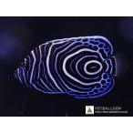 【海水魚】ウズマキ (SMサイズ）(1匹)±5-6cm(サンプル画像）（生体）