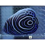 [ морская рыба ]uzmaki(M размер )(1 шт )7-8cm передний и задний (до и после) ( образец изображение )( организм )