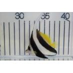 [ морская рыба * butterfly uo] - ta вертикальный большой (M-ML размер )±8-10cm( образец изображение )( организм )