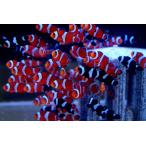 【海水魚】ブリード・カクレクマノミ （5匹）±3-4cm(サンプル画像）（生体）