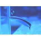 【海水魚】ホンソメワケベラ（お一人様2匹まで）(1匹)5-7cm前後(サンプル画像）（生体）