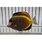 [ морская рыба * - gi] Nami da черный - gi(1 шт )±7-10cm ( образец изображение )( организм )