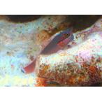 【海水魚・ギンポ】テールスポットブレニー(1匹)±3-4cm (サンプル画像）（生体）