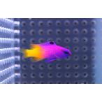 [ морская рыба ] Royal g лама (SM~M размер )(1 шт )±4-5cm( образец изображение )( организм )