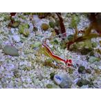 【海水魚】スカンクシュリンプ Sサイズ(1匹)(サンプル画像）（生体）